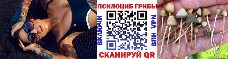 Купить где  Чаплыгин  Псилоцибиновые грибы Cubensis 